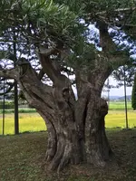 硯山長福寺の写真・動画_image_413449