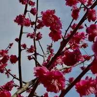 川棚のクスの森の写真・動画_image_413499