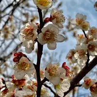 川棚のクスの森の写真・動画_image_413500