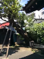 善福寺の写真・動画_image_413591