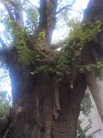 品川寺の写真・動画_image_413611