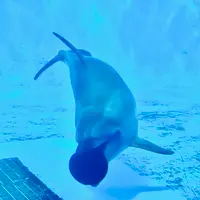 九十九島水族館海きららの写真・動画_image_413939