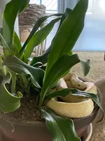 岩国白蛇神社の写真・動画_image_414000