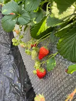 いちごはうす嘉山農園の写真・動画_image_414160