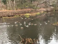 雲場池の写真・動画_image_414161