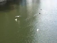 小田原城の写真・動画_image_414162