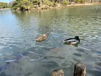 三溪園の写真・動画_image_414165