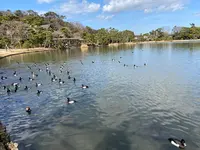三溪園の写真・動画_image_414166