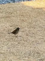 柳川藩主立花邸 御花の写真・動画_image_414267