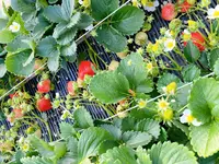 うるう農園（いちご狩り、いちご直販）の写真・動画_image_414299