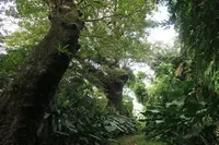 金城町石畳道の写真・動画_image_414454