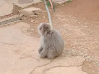 嵐山モンキーパークいわたやまの写真・動画_image_414506