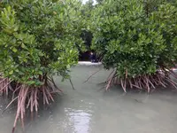 sea_aid（SUP,シュノーケリング）の写真・動画_image_414536