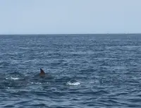 かづさイルカウオッチングの写真・動画_image_414553