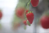 美らイチゴ 南城ハウスの写真・動画_image_415066