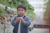 美らイチゴ 南城ハウスの写真・動画_image_415067