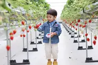 美らイチゴ 南城ハウスの写真・動画_image_415070