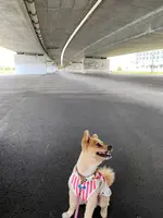 波の上うみそら公園の写真・動画_image_415156