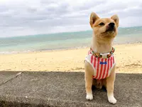 カフーリゾートフチャク コンドホテルの写真・動画_image_415166