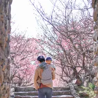 今帰仁城跡の写真・動画_image_415231