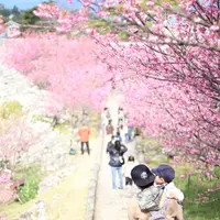 今帰仁城跡の写真・動画_image_415232