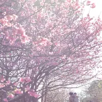 今帰仁城跡の写真・動画_image_415233