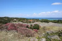 今帰仁城跡の写真・動画_image_415234