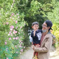 備瀬のフクギ並木の写真・動画_image_415235