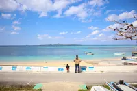 備瀬のフクギ並木の写真・動画_image_415237