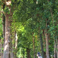 備瀬のフクギ並木の写真・動画_image_415240