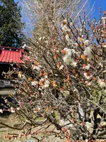 羽黒神社の写真・動画_image_415403