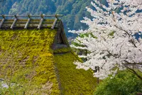 美山かやぶきの里の写真・動画_image_415423