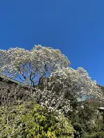 清浄光寺（遊行寺）の写真・動画_image_415451
