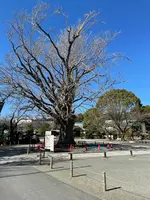 清浄光寺（遊行寺）の写真・動画_image_415458