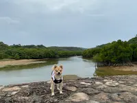 東村ふれあいヒルギ公園の写真・動画_image_415959