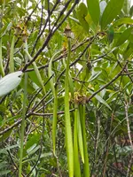 東村ふれあいヒルギ公園の写真・動画_image_415961