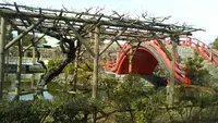 亀戸天神社の写真・動画_image_416011