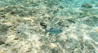 ナガンヌ島の写真・動画_image_416634