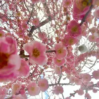 北野天満宮の写真・動画_image_416670