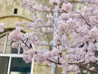 旧京都市立下京中学校成徳学舎の写真・動画_image_416721