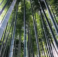 英勝寺の写真・動画_image_416878