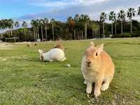 休暇村 大久野島の写真・動画_image_416947