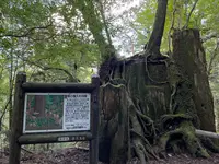 ヤクスギランド（屋久島自然休養林）の写真・動画_image_417107