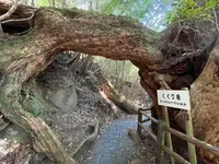 ヤクスギランド（屋久島自然休養林）の写真・動画_image_417188