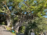 中間ガジュマルの写真・動画_image_417200