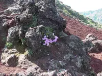 高千穂峡の写真・動画_image_417339