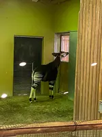 よこはま動物園ズーラシアの写真・動画_image_417731