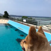海洋博公園の写真・動画_image_417867