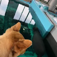 海洋博公園の写真・動画_image_417869