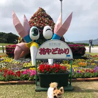 海洋博公園の写真・動画_image_417871